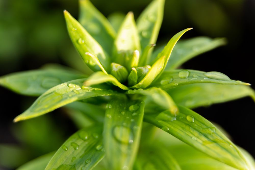 Photograph by Анна Оськина