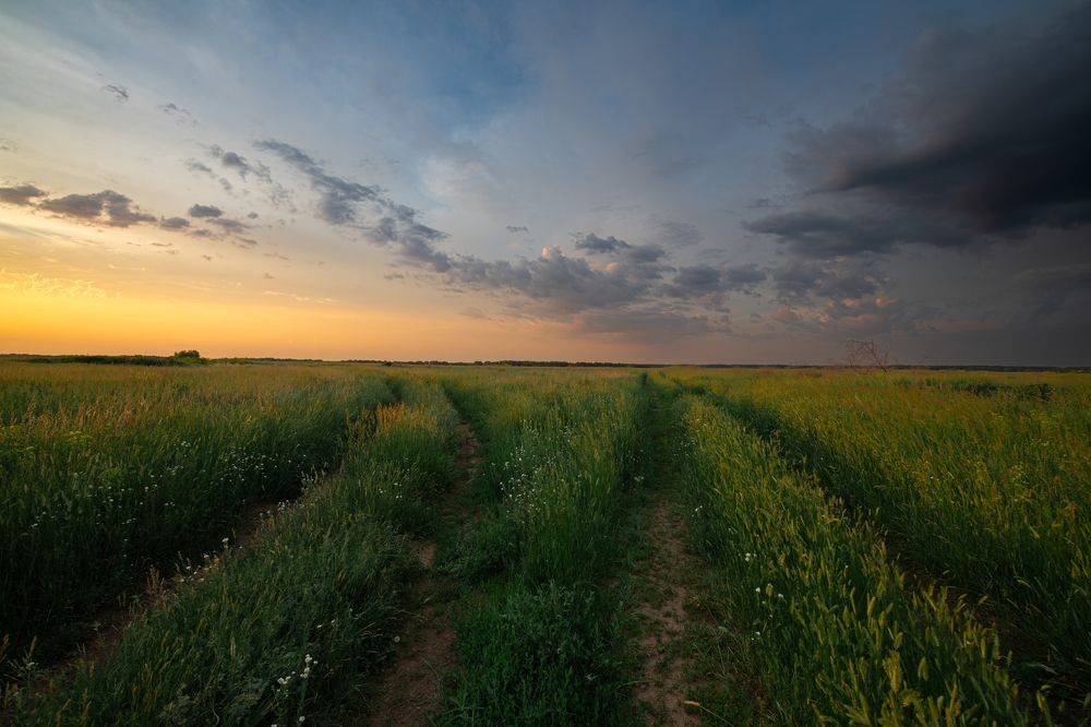 Русское поле