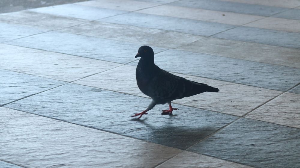 Photograph by Deasy Junita Dhani Hidayana