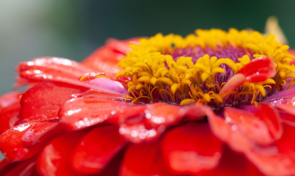 Фотография автора Олег Анатольевич Загорулько