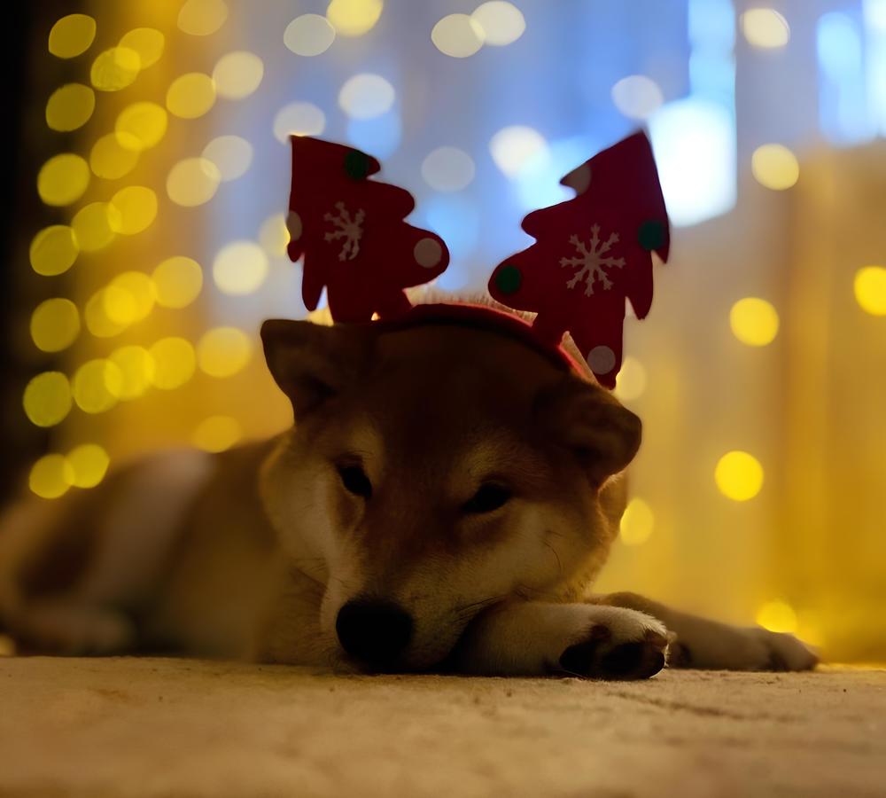 В ожидание новогоднего чуда