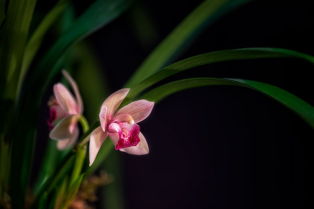 Photograph by Zhenhuan Zhou