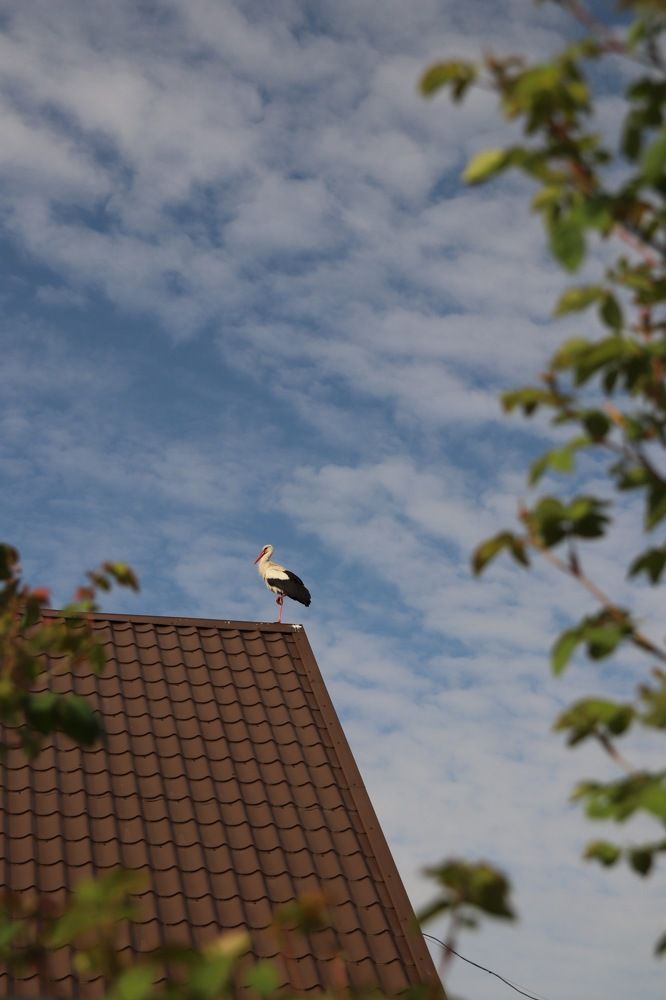 Фотография автора Наталья Боярина
