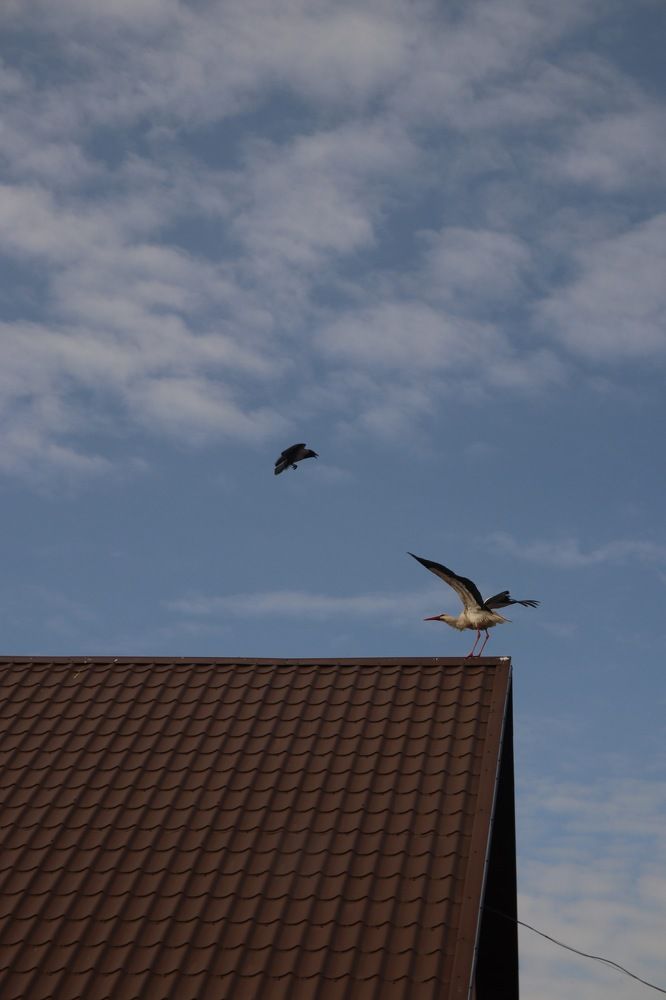 Фотография автора Наталья Боярина