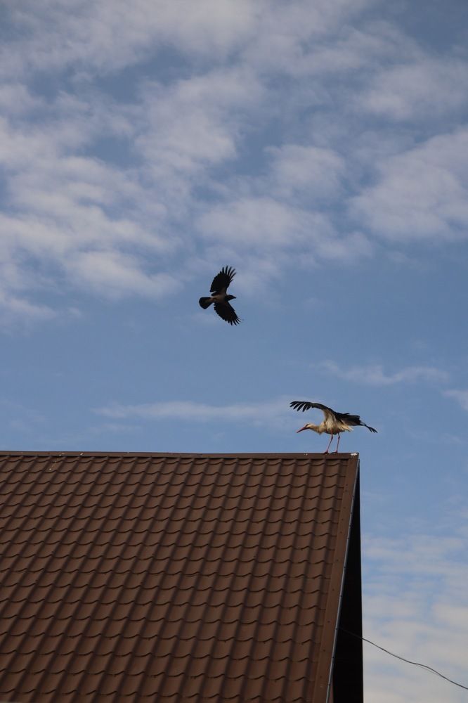 Фотография автора Наталья Боярина