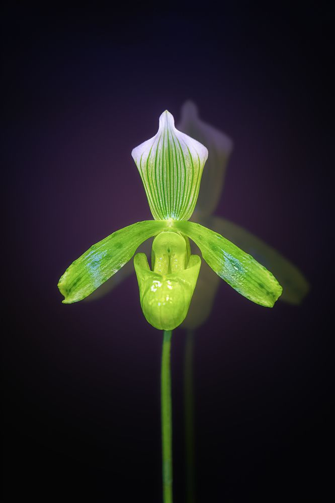 Photograph by Zhenhuan Zhou