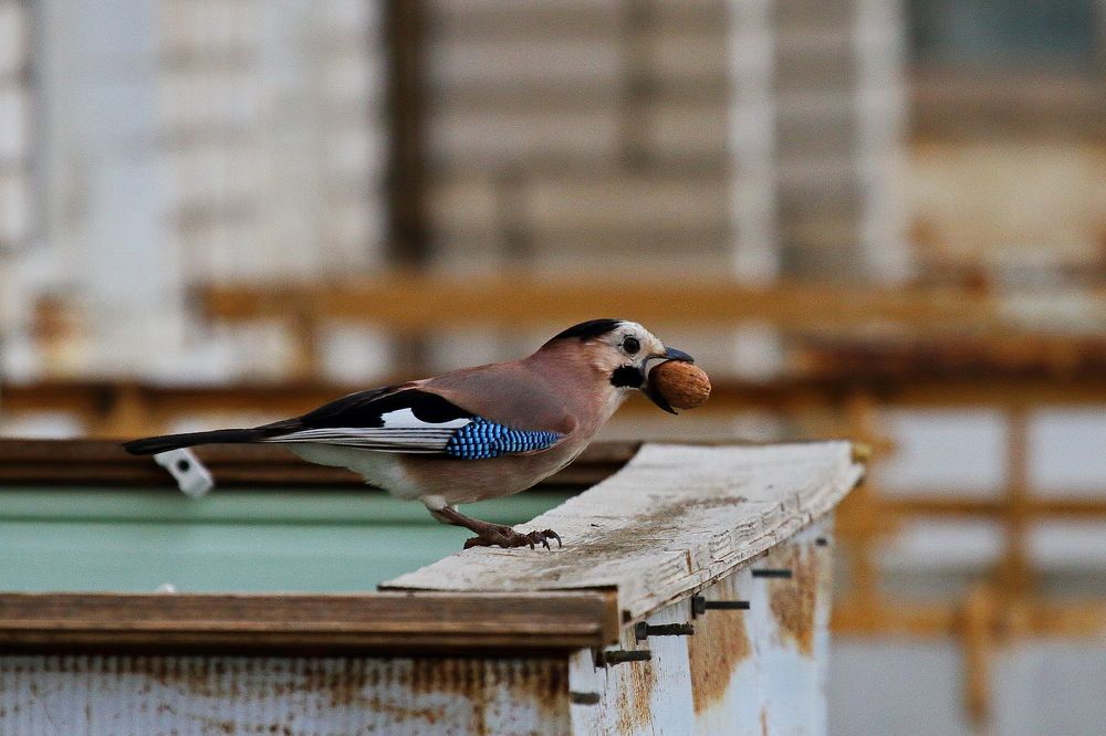 Photograph by Александр Челмодеев