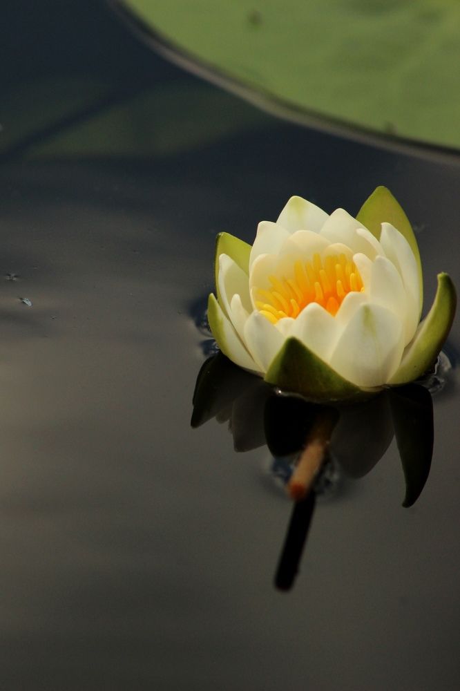 Photograph by Софья Белова