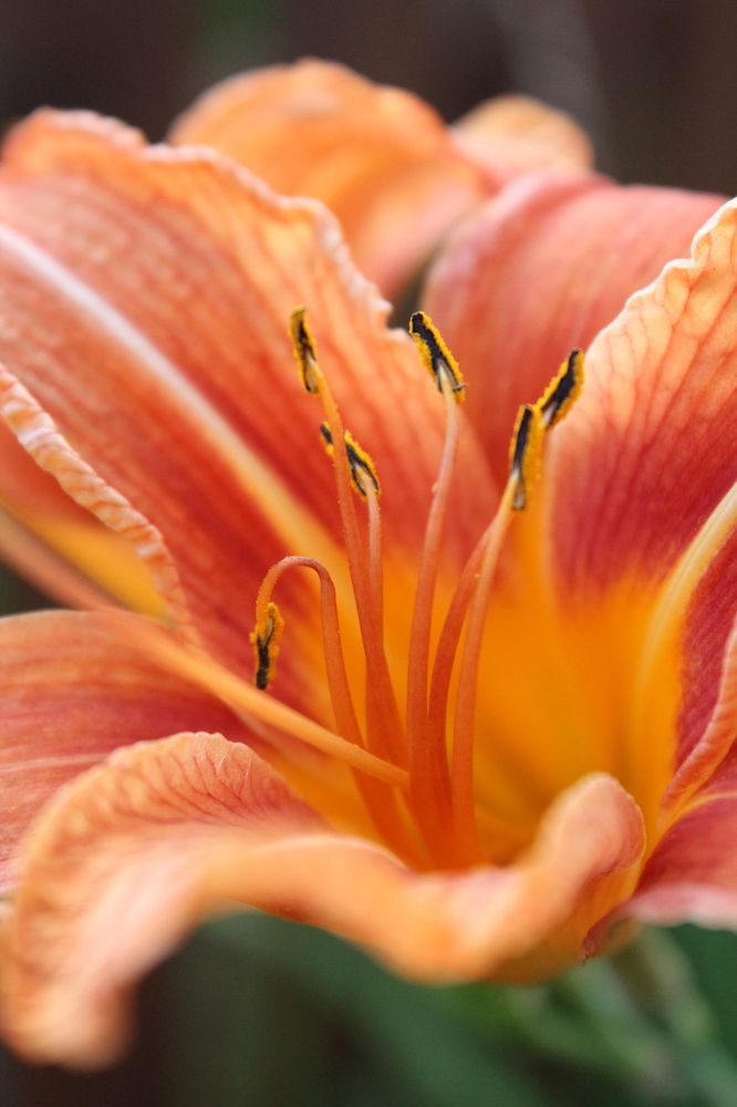 Photograph by Любовь Лунина