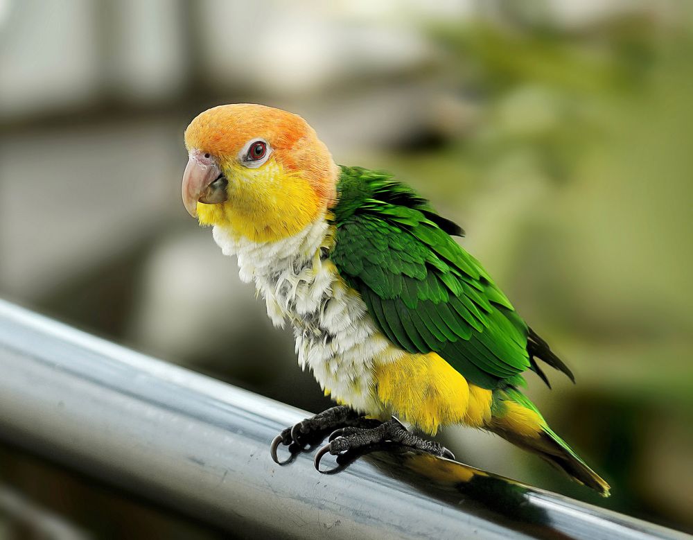 Photograph by Raed Victor Saad