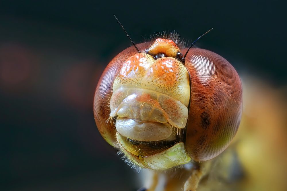 Photograph by Сергей Прокофьев