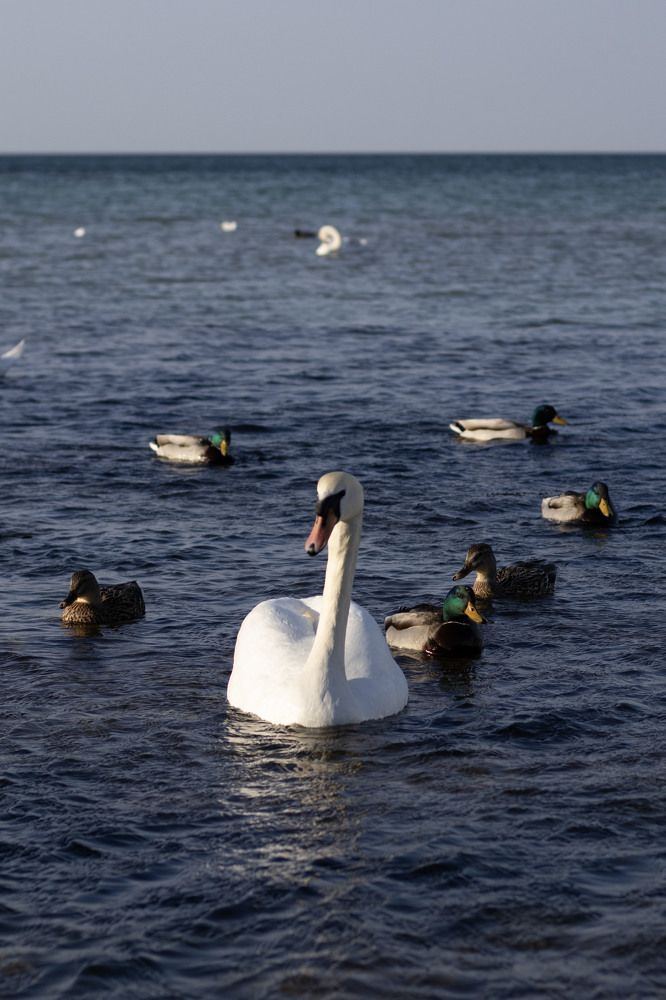 Photograph by Ксения Золотарь