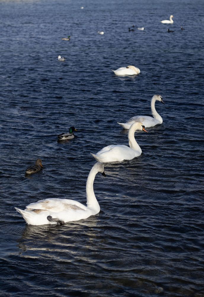 Photograph by Ксения Золотарь