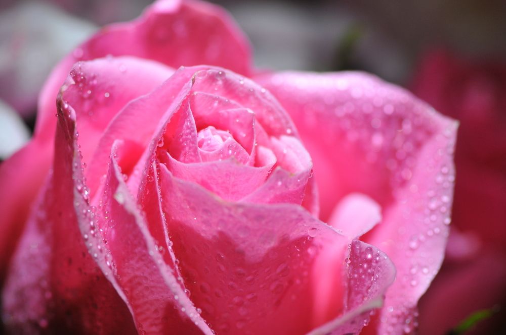 Photograph by Иванюшкин Никита