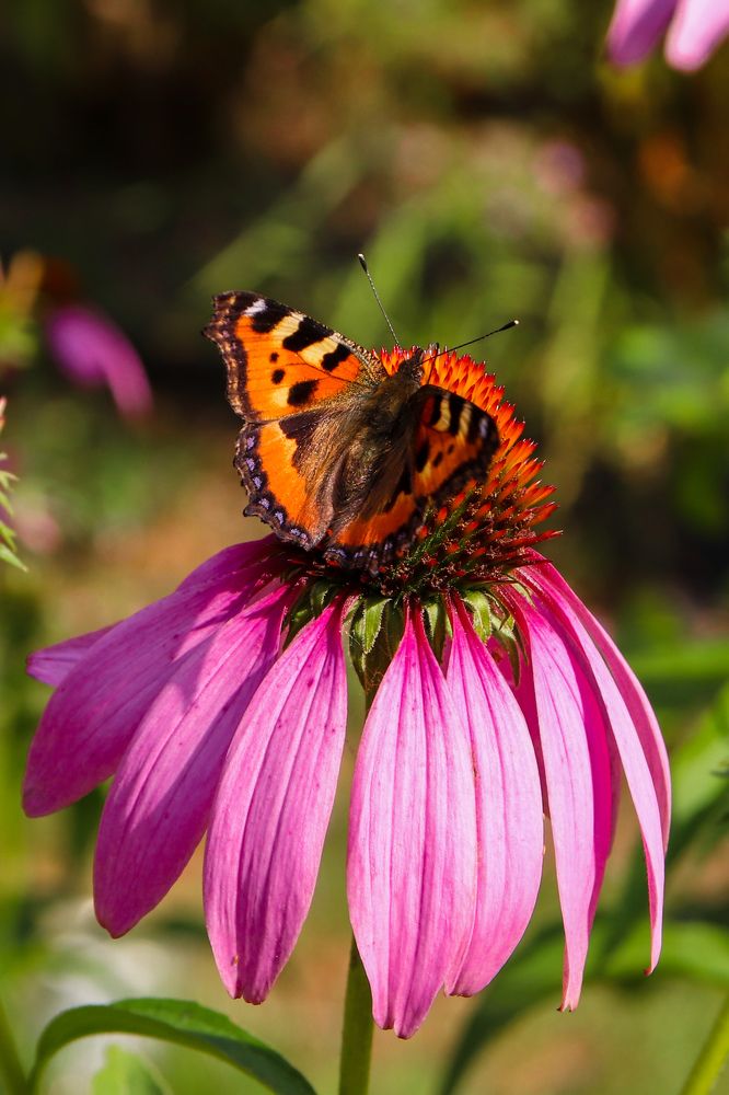 Photograph by Алексей Голубев