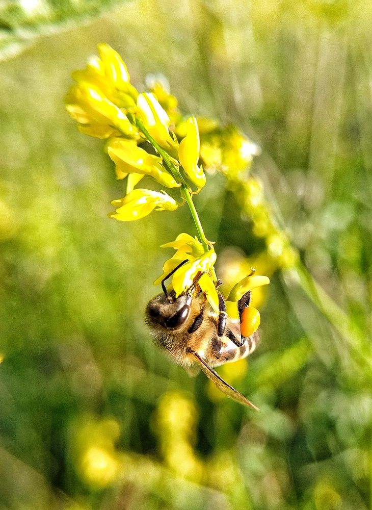 Photograph by Елена Павлова