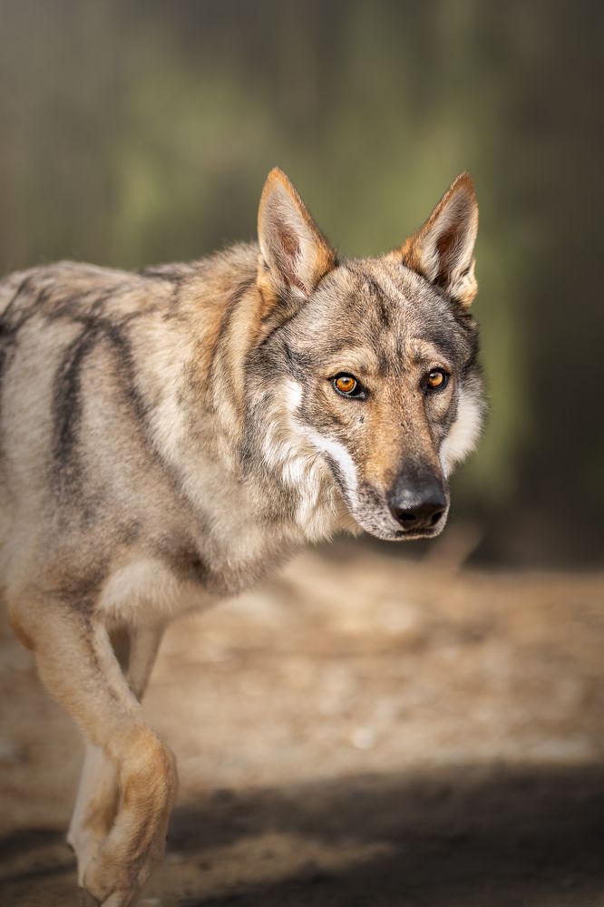 the look of the wolf