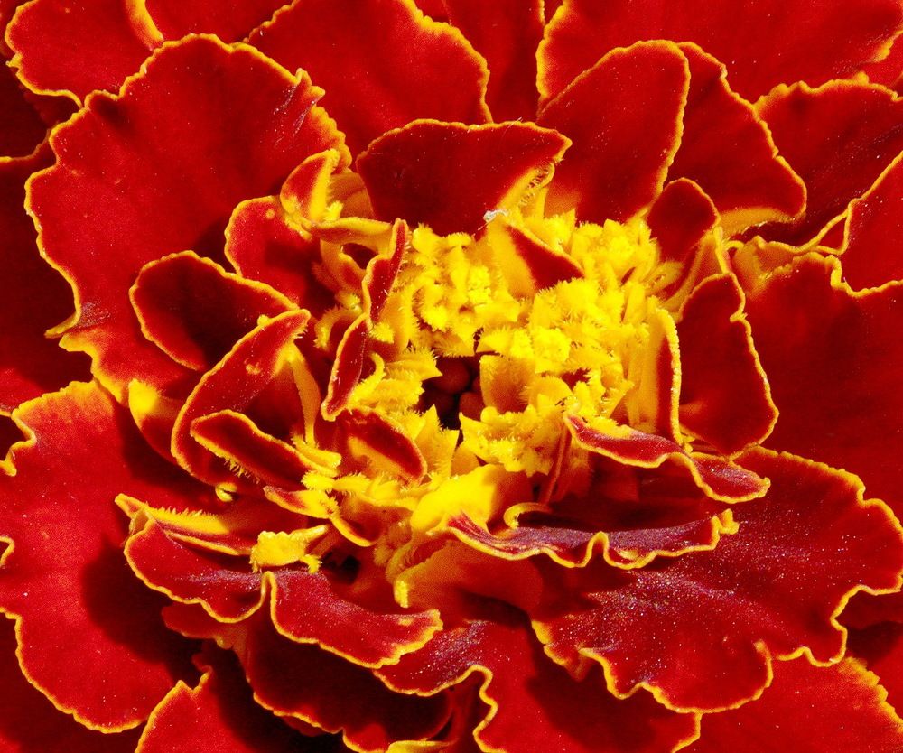 Photograph by Игорь Меньшенин