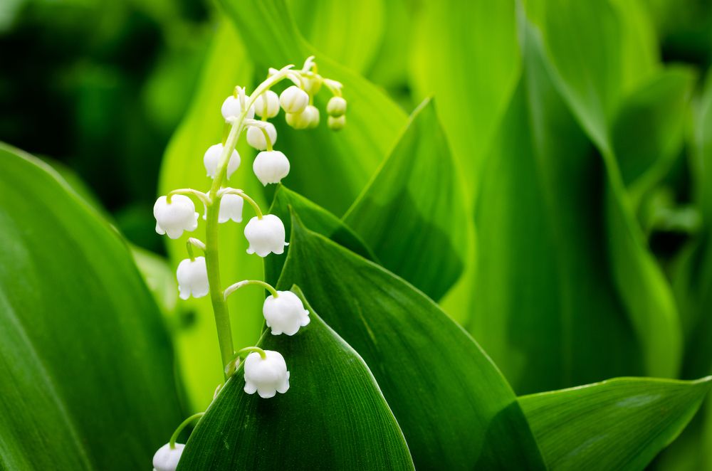 Photograph by Анастасия Кашенко