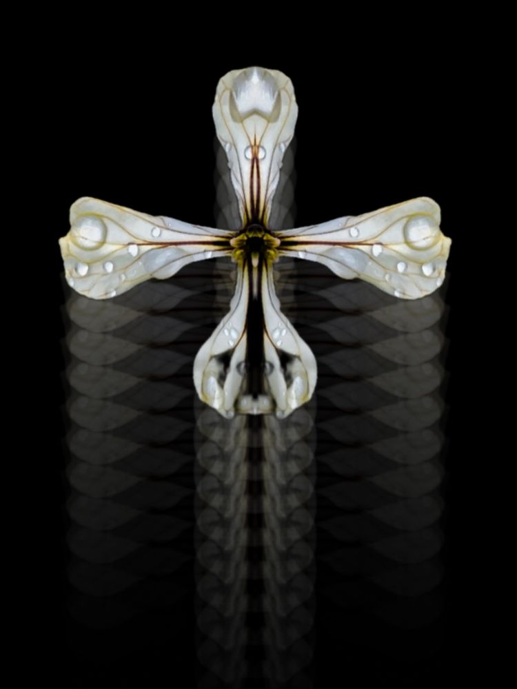 Photograph by Алёна Пшеленская