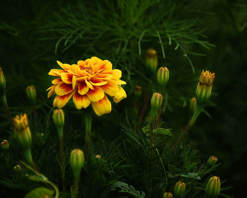 Фотография автора Александр Степочкин