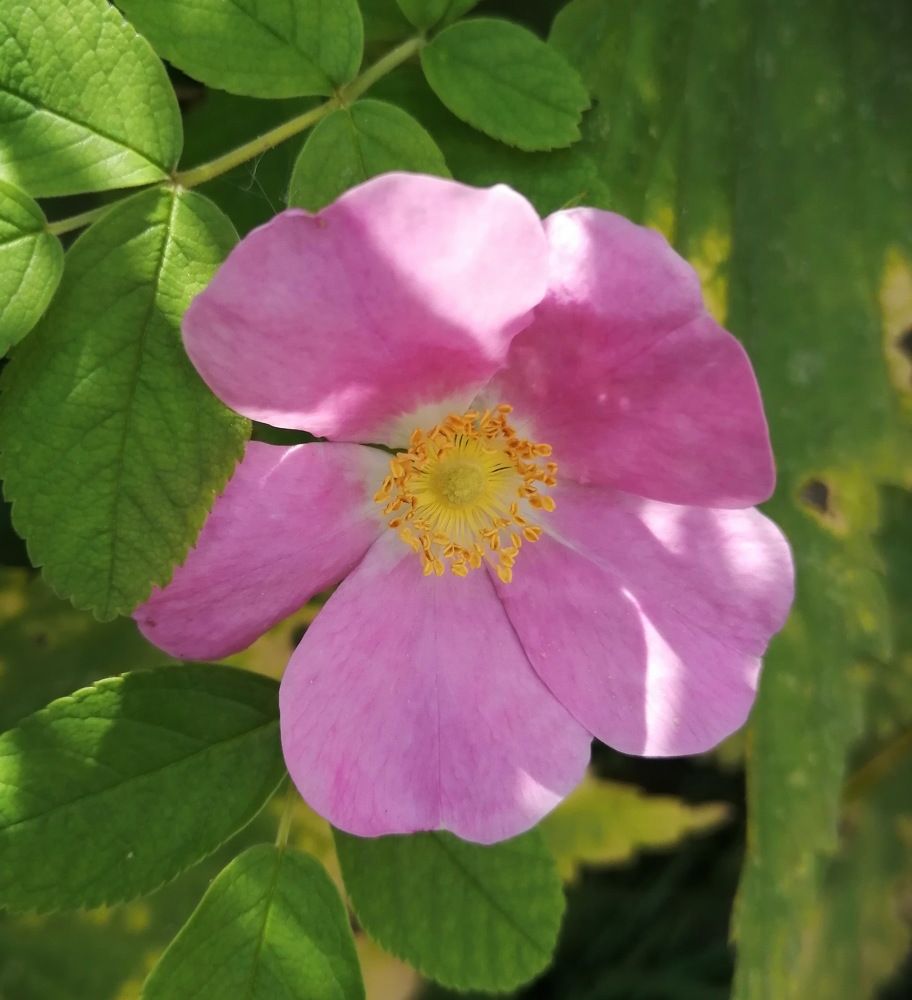 Photograph by Наталия