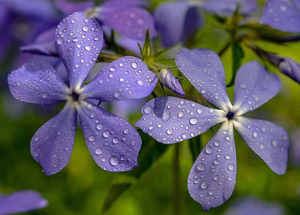 Photograph by Вишневецкая Светлана