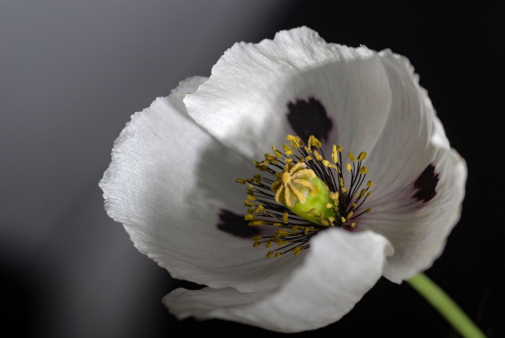 Photograph by Римма Волченко