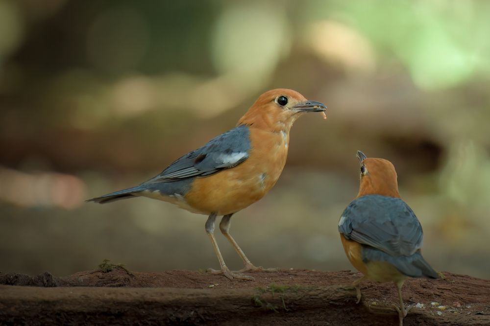Photograph by Livines Annamalai