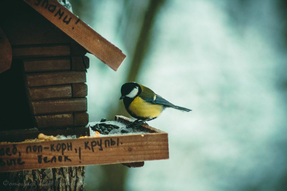 Photograph by Иван Полиненко