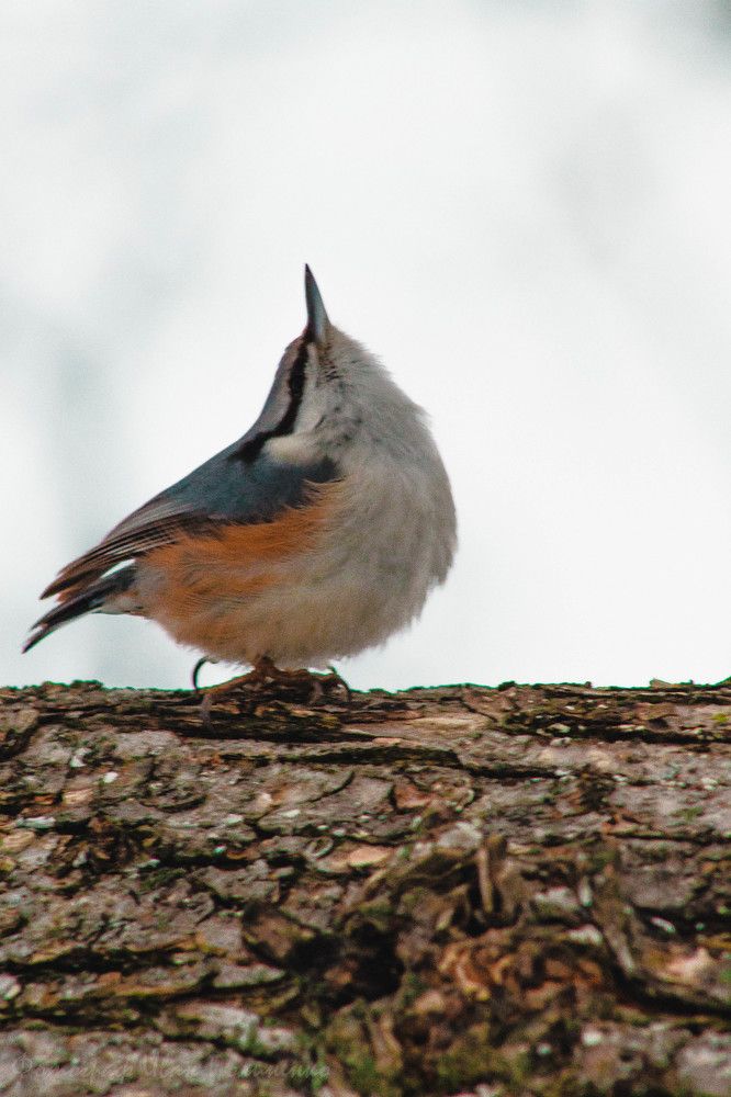 Photograph by Иван Полиненко