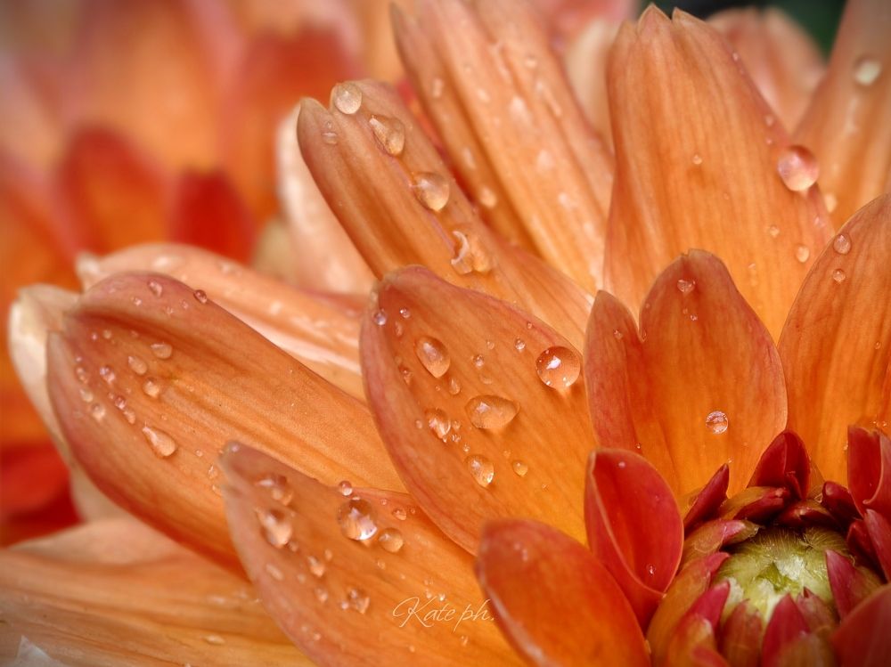 Photograph by Kate Maximenko