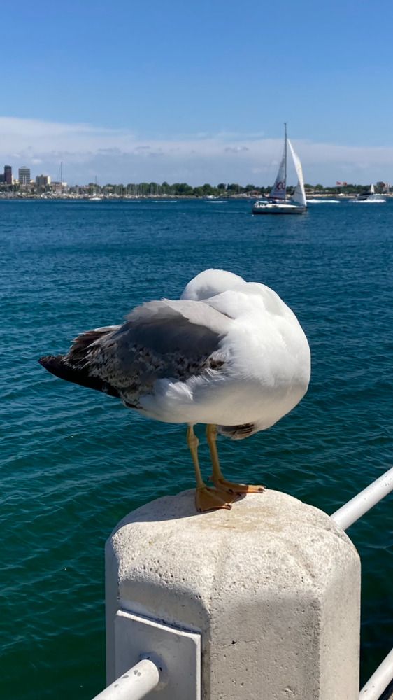 Seagull in the City