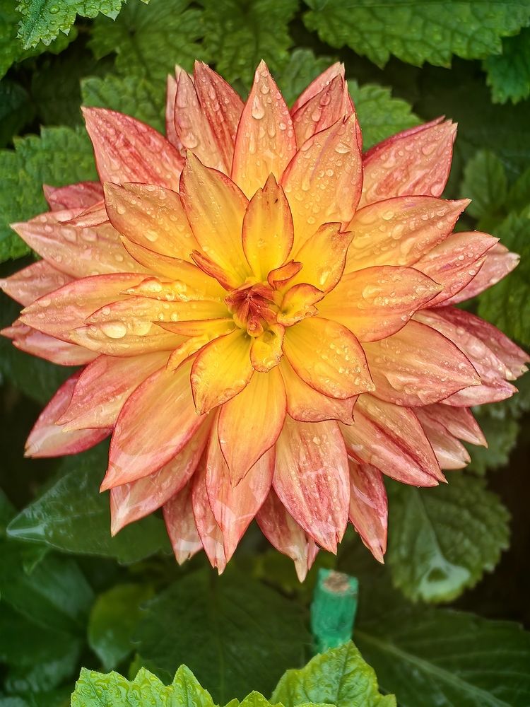 Photograph by Алексей Швайка