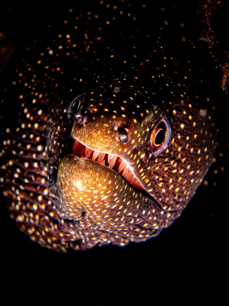 Photograph by Alexander Plakida