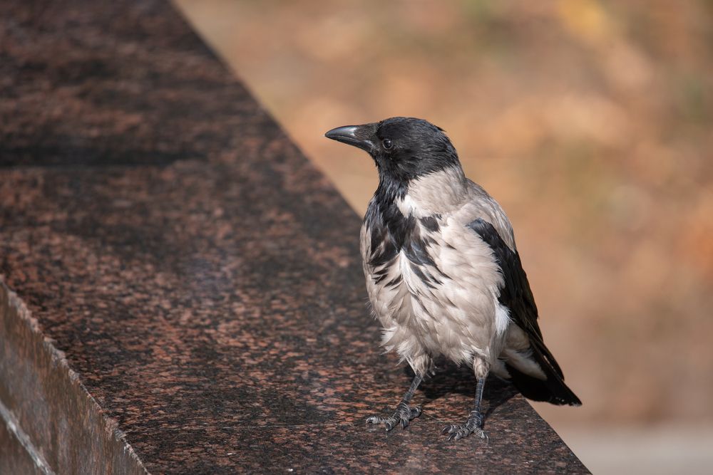 Photograph by наталья залогина