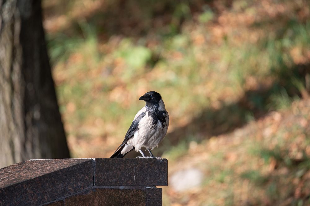 Photograph by наталья залогина