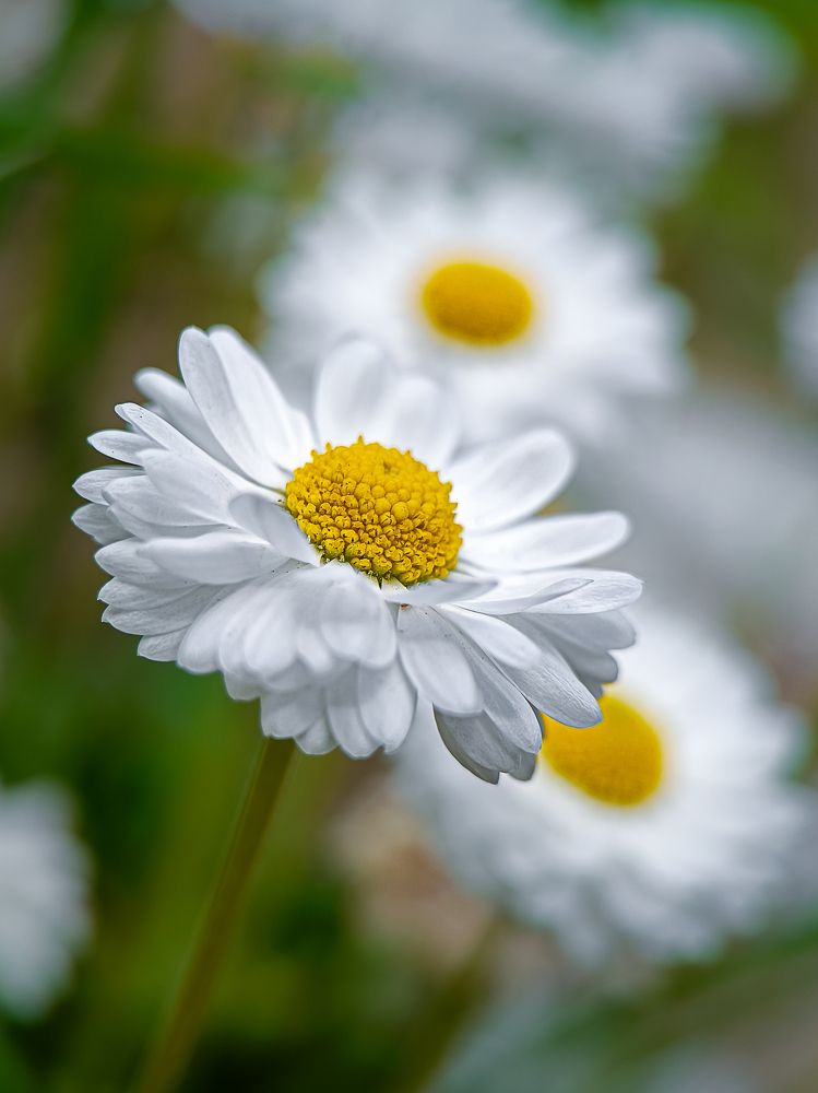 Photograph by Лора