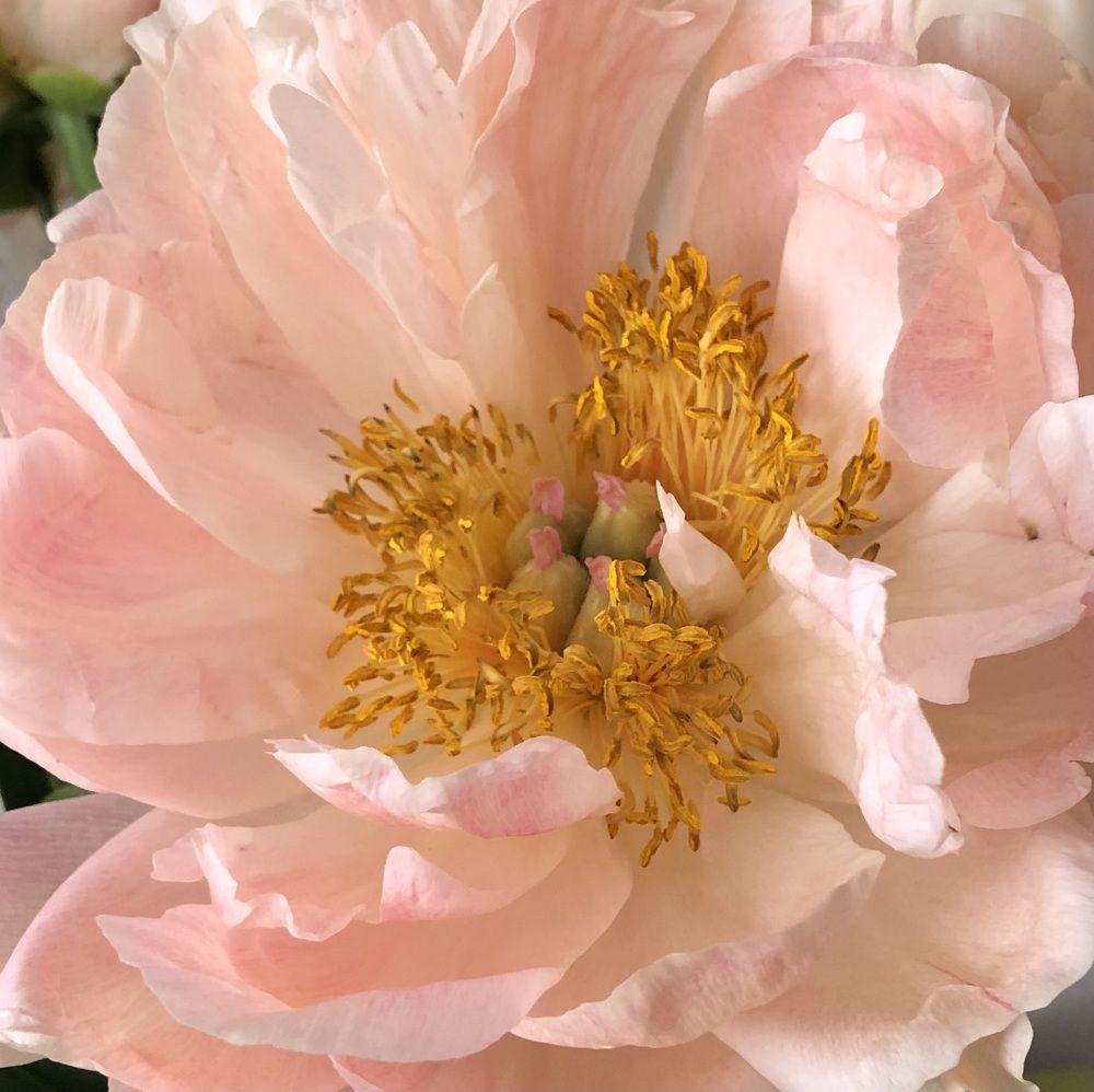 Photograph by Мария Бессмертная