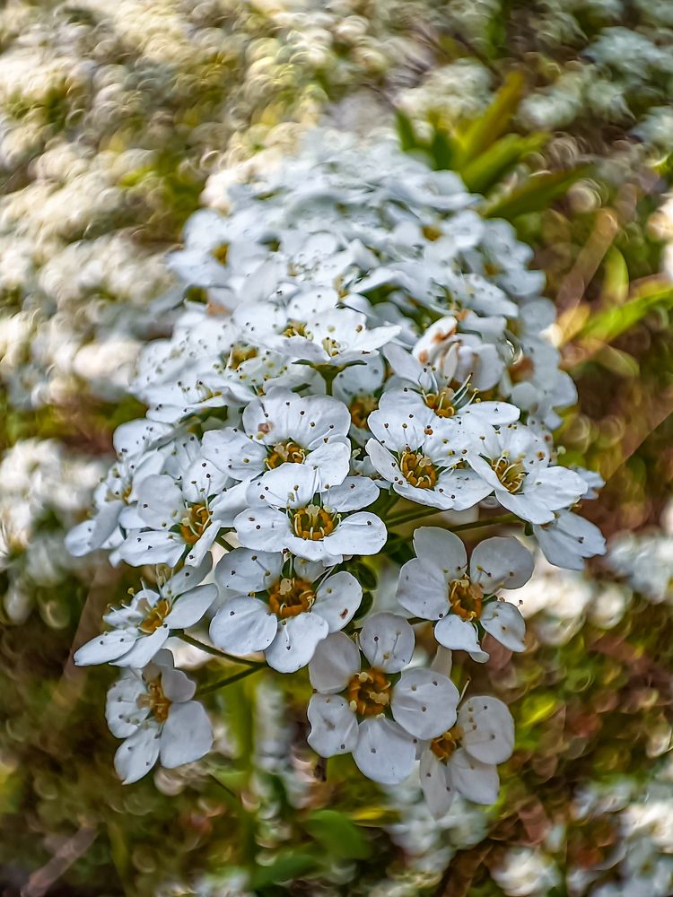 Photograph by Лора