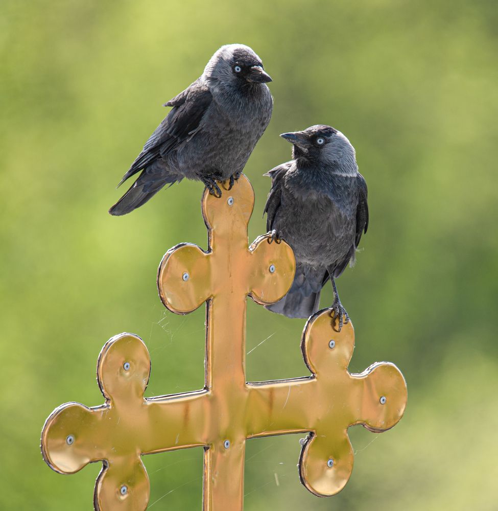 Photograph by наталья залогина