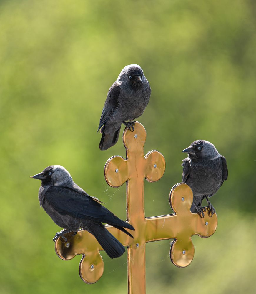 Photograph by наталья залогина