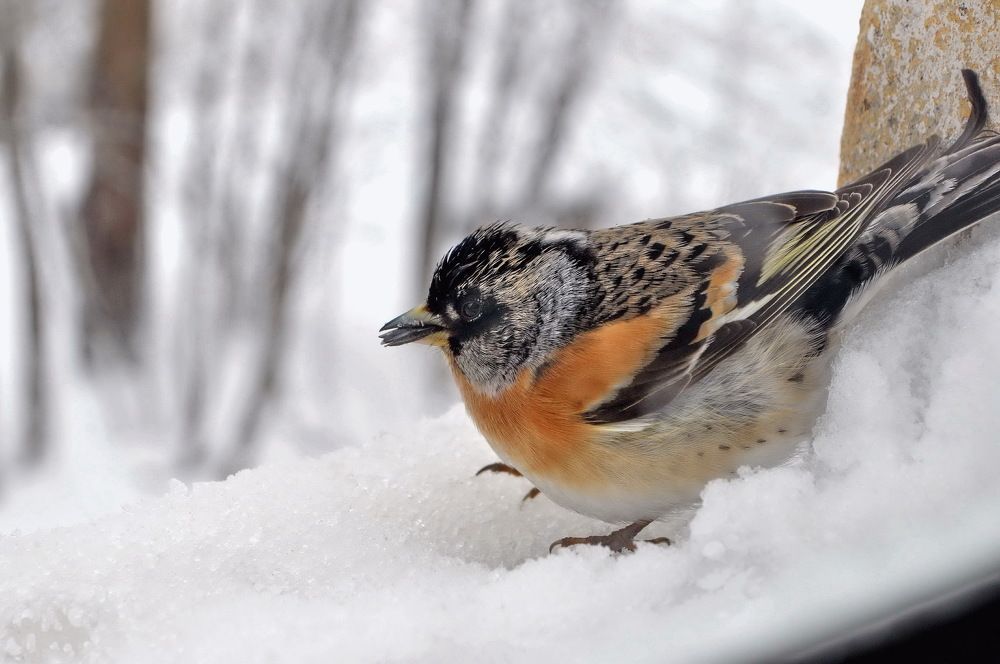 Пернатый вестник весны.