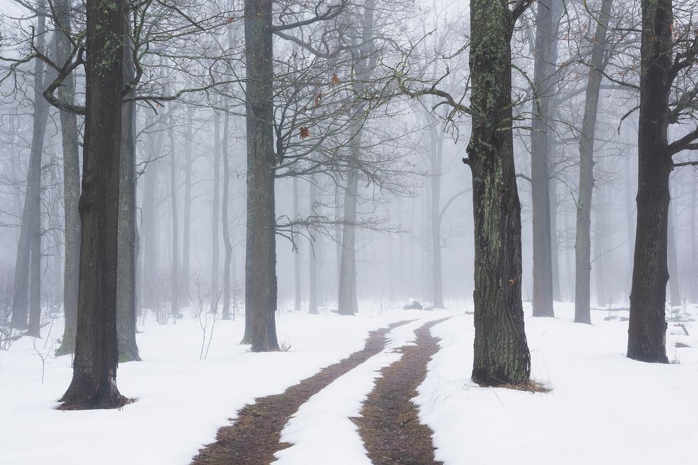В лесу февраль