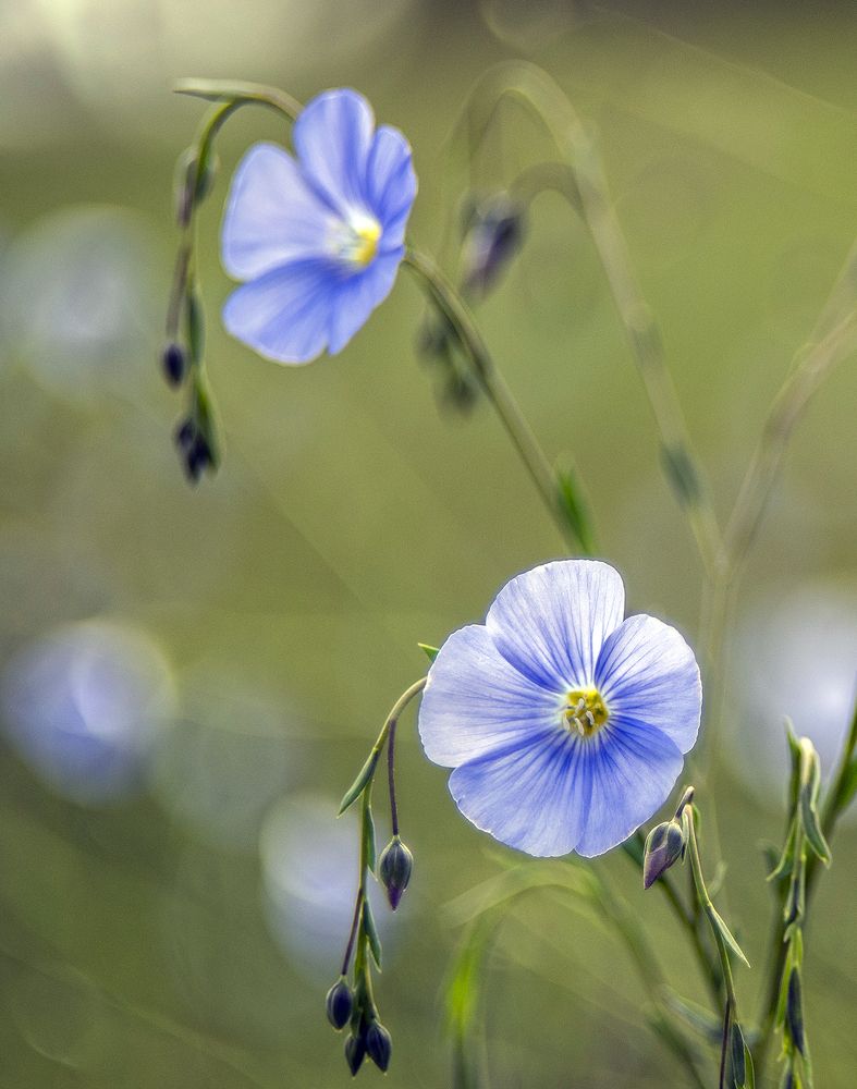 Фотография автора Шипунова Ирина