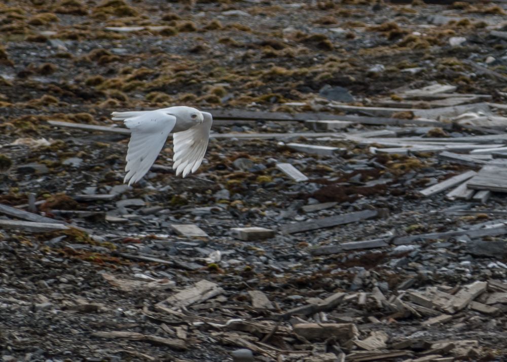 Полярная сова