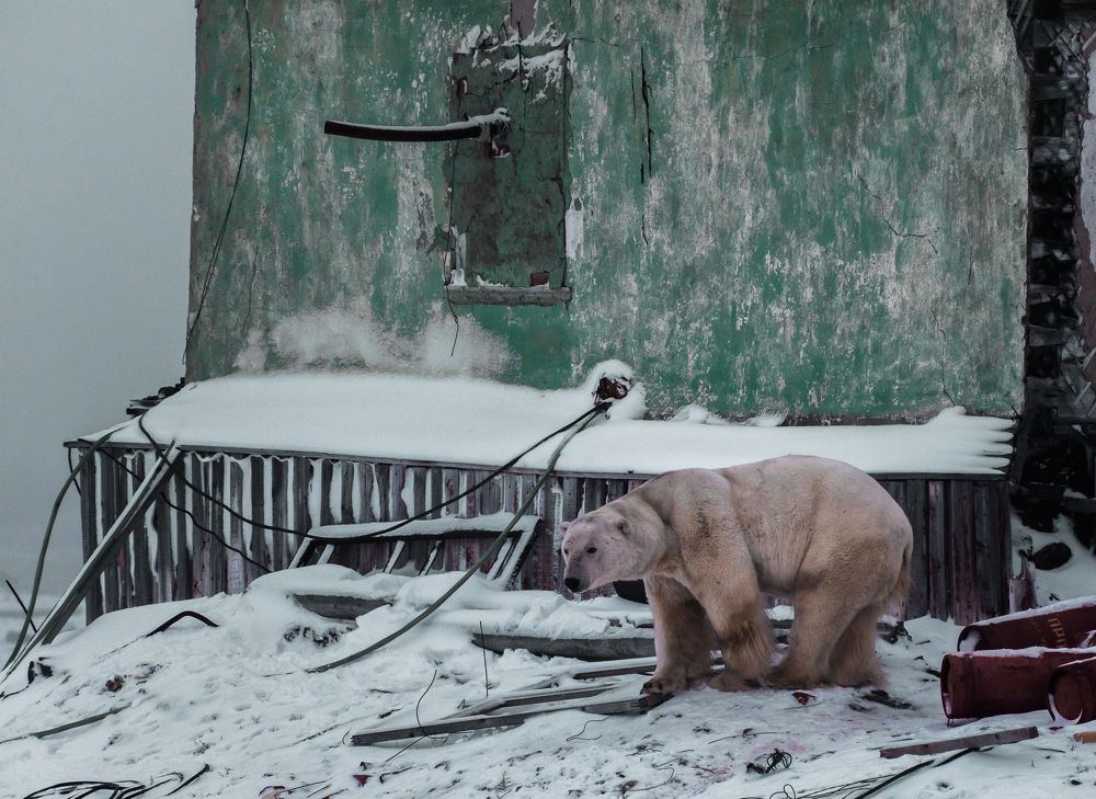 Мишка у дома