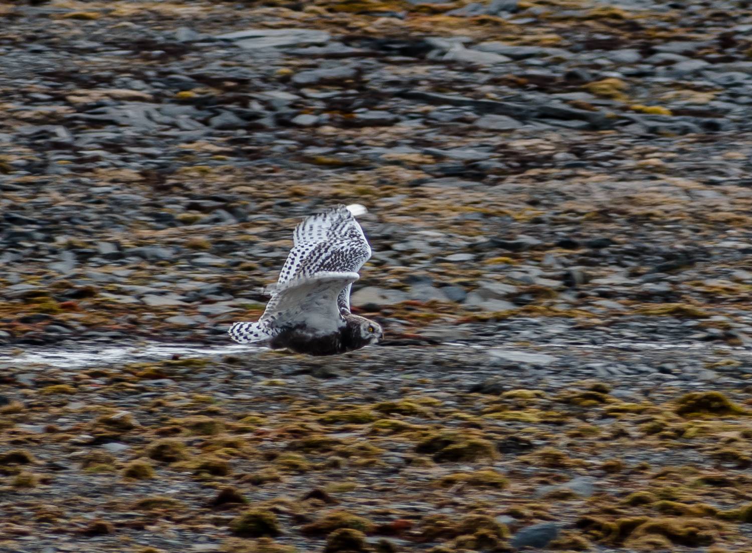 Полярная сова