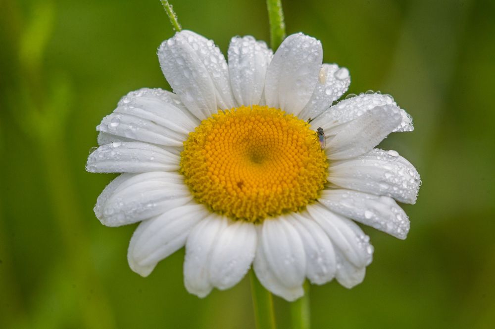 Photograph by Иван Овчинников