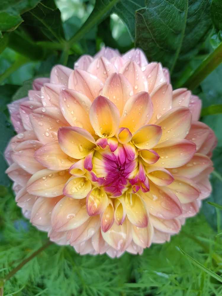 Бесподобный георгин